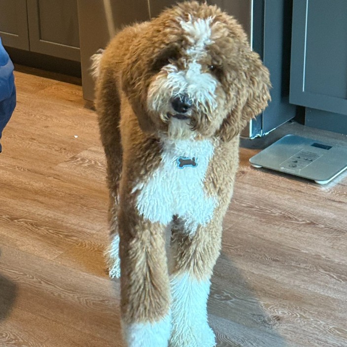 zheyuan.eth Ethereum Name Service (ENS and .eth domain) PFP