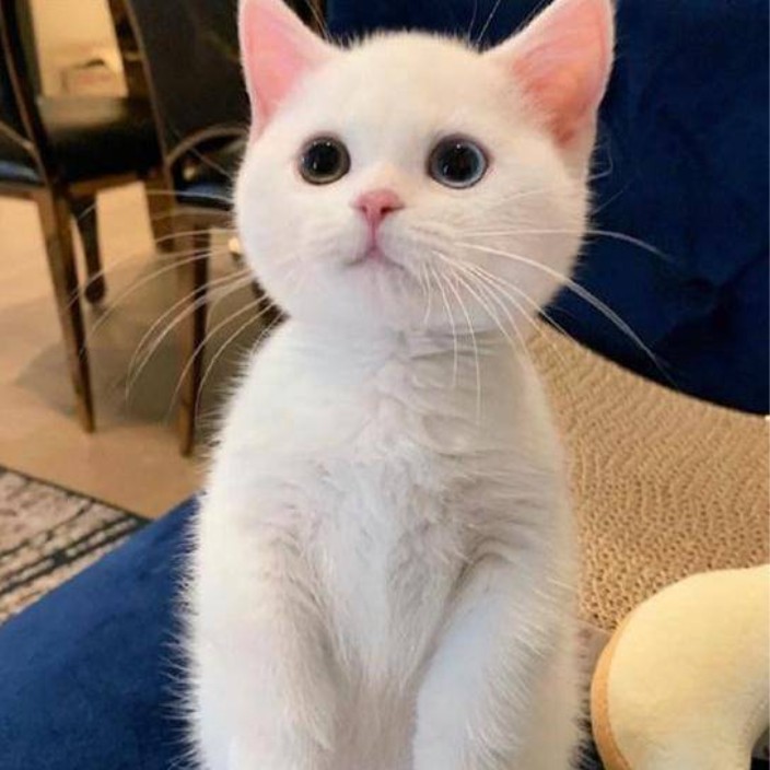 zhuxiaohu.eth Ethereum Name Service (ENS and .eth domain) PFP