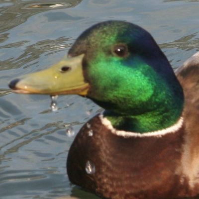 zim.eth Ethereum Name Service (ENS and .eth domain) PFP