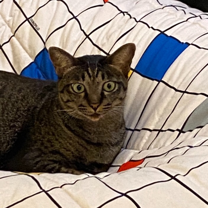 zoomshiba.linea.eth Linea Name Service (.linea.eth domains) based on ENS PFP