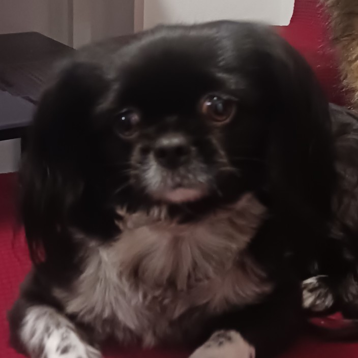 ZvonkoZ (zvonkoz.lens) Lens social identity (.lens handle) PFP