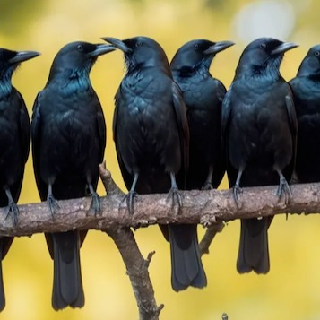 🐦‍⬛🐦‍⬛🐦‍⬛🐦‍⬛🐦‍⬛🐦‍⬛.eth Ethereum Name Service (ENS and .eth domain) PFP